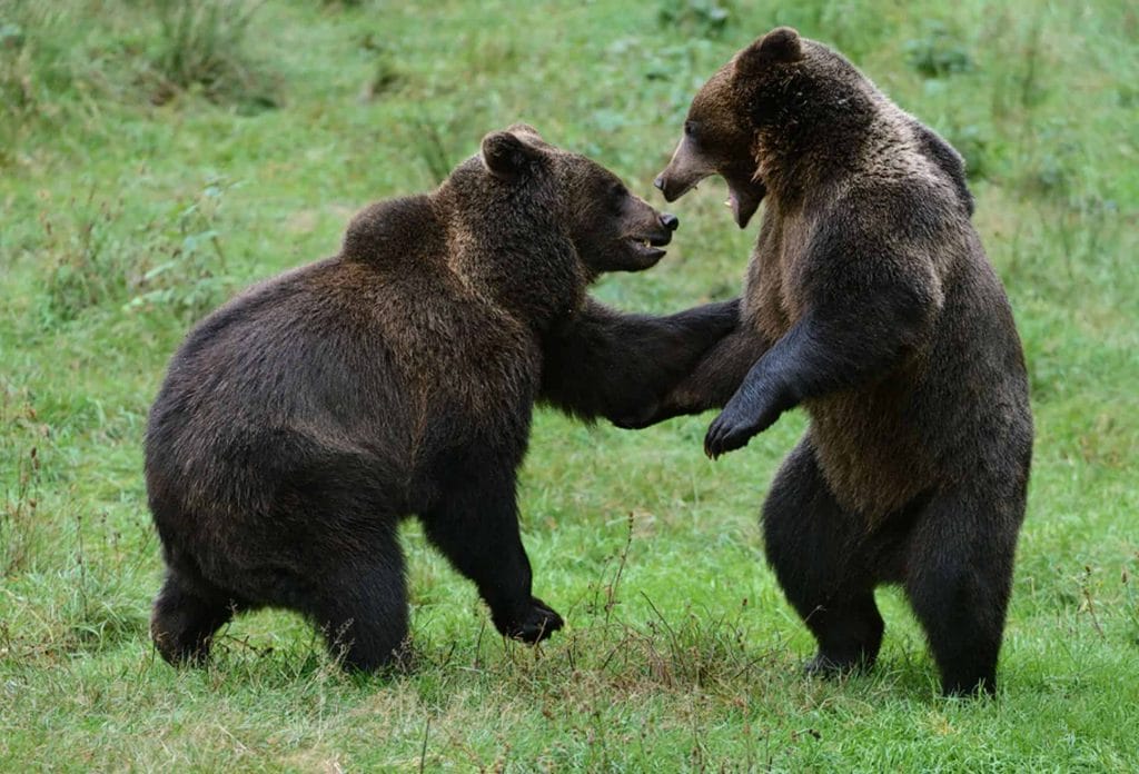 Eurasischer Braunbär